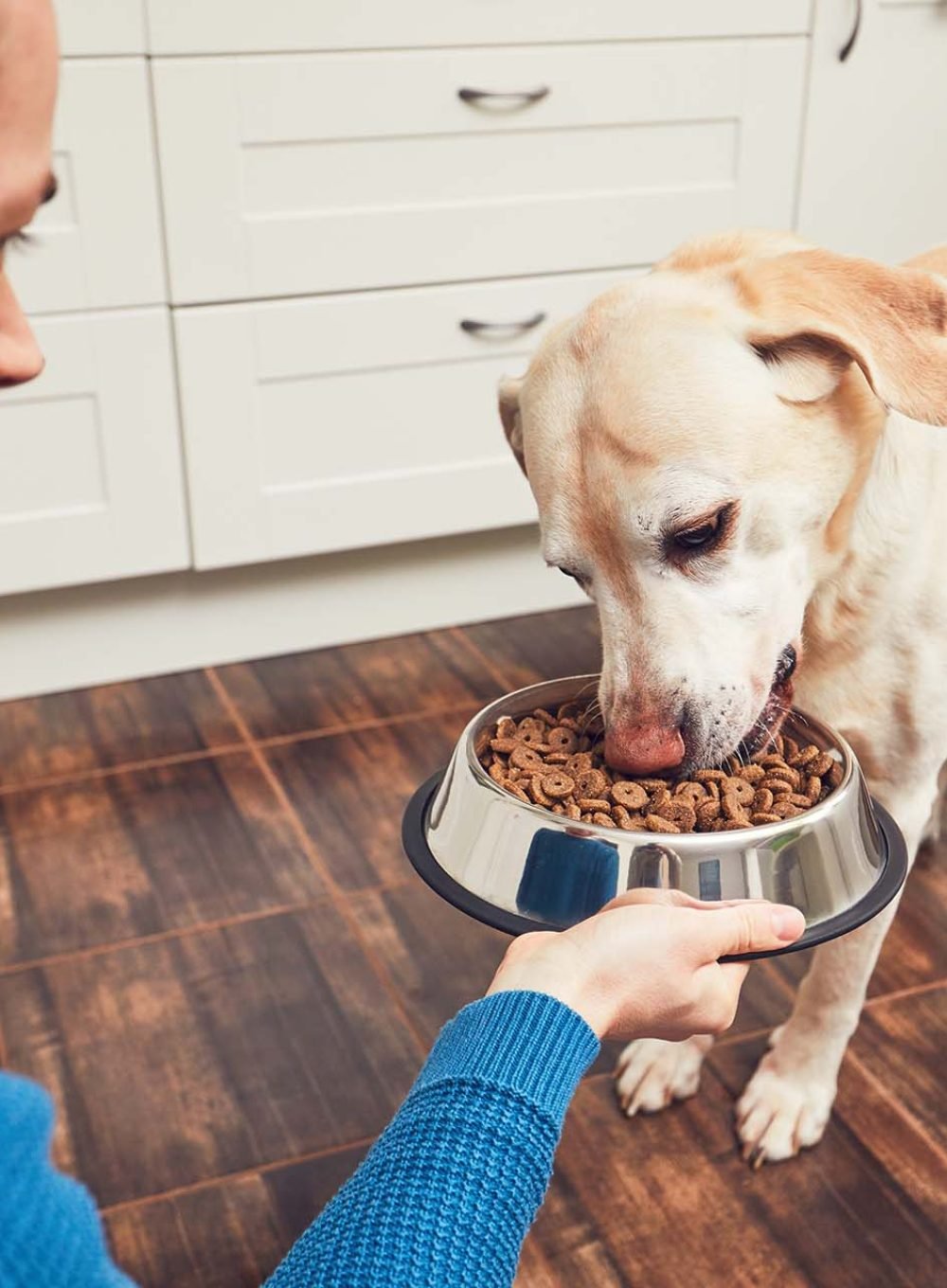 Domestic life with pet. Feeding hungry labrador retriever. The owner gives his dog a bowl of granules.